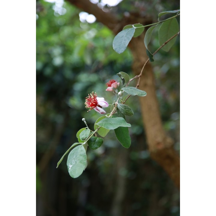 Feijoa - Graines