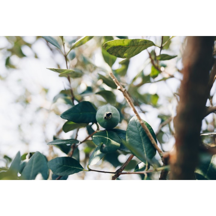 Feijoa - Graines