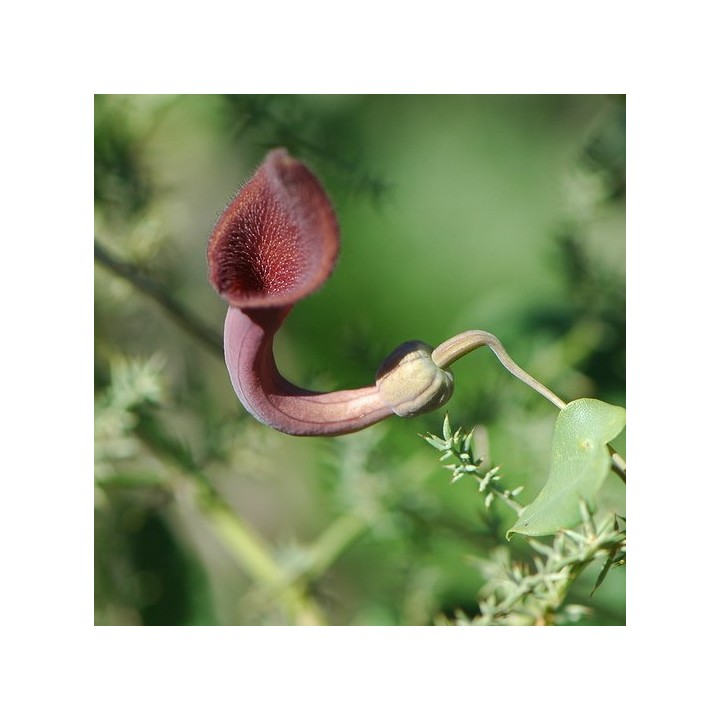 Candilillos (Aristolochia baetica) - Semillas | Compra semillas online