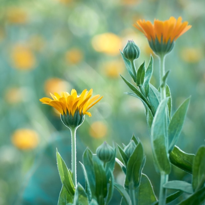 Souci officinal - Graines de Calendula officinalis