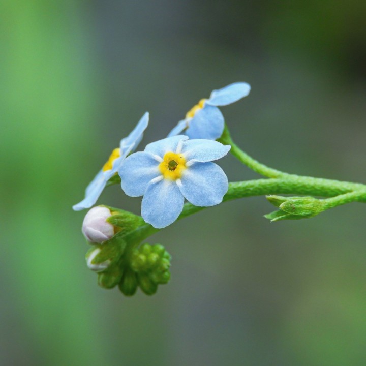 Myosotis Victoria Light-blue - Graines