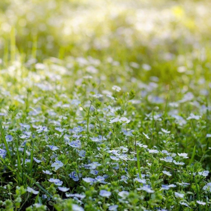 Myosotis Victoria Light-blue - Graines