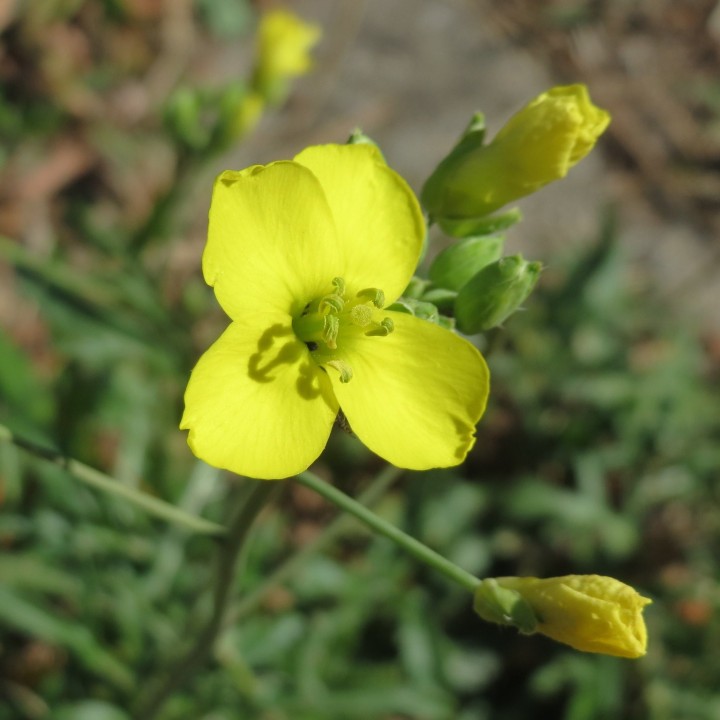 Semillas de Rúcula silvestre Estival (Diplotaxis tenuifolia)