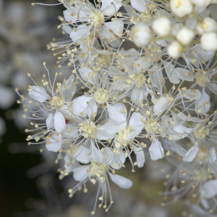 Semillas de Ulmaria (Filipendula ulmaria) la reina de los prados