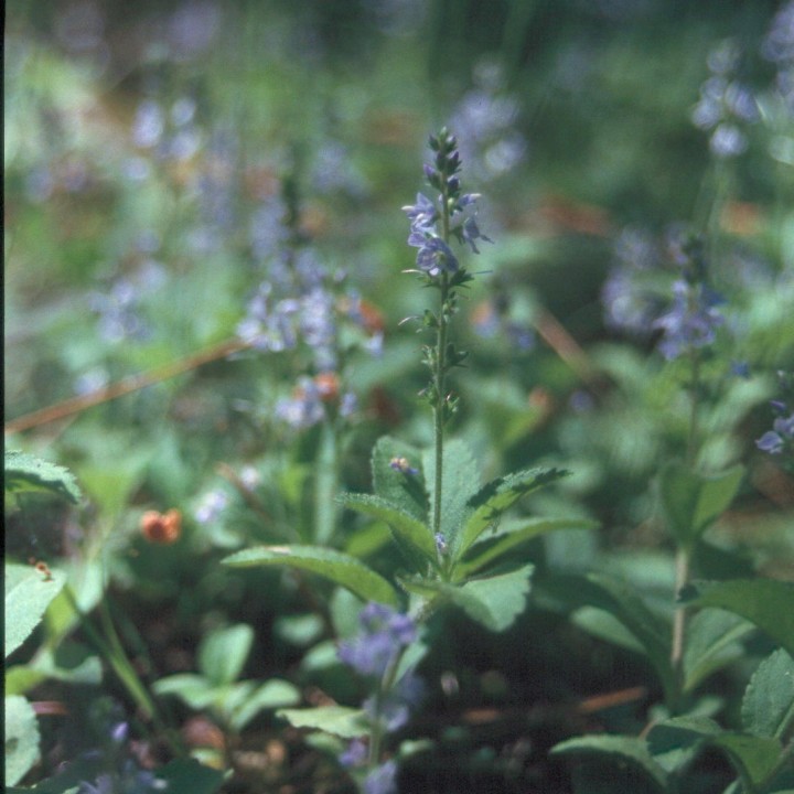Véronique officinale - Graines