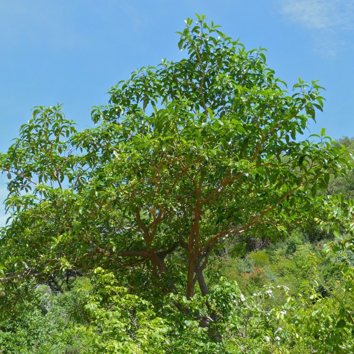 Semillas de Árbol del Sapo (Tabernaemontana elegans) | Semillas online
