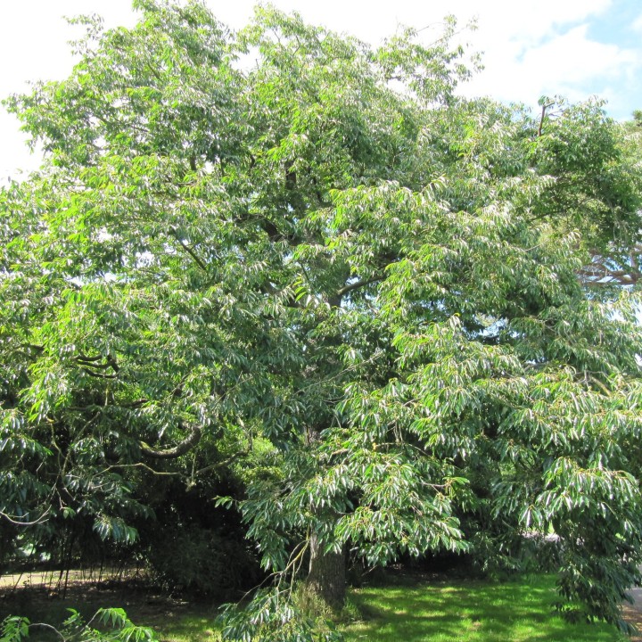 Plaqueminier lotier - Graines de Diospyros lotus