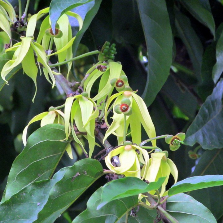 Ylang-Ylang - Graines