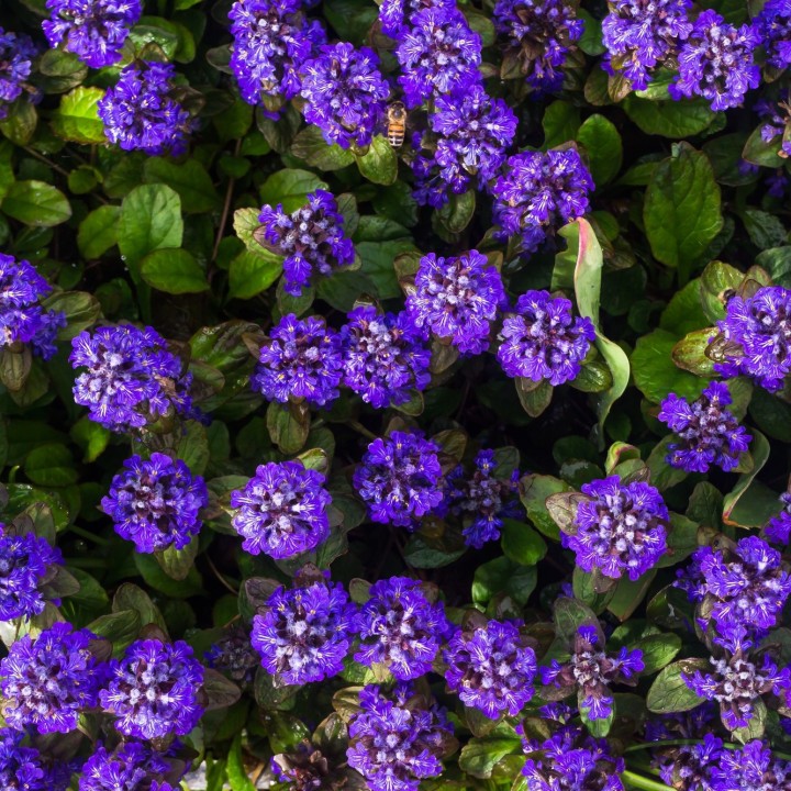 Bugle rampante - Graines