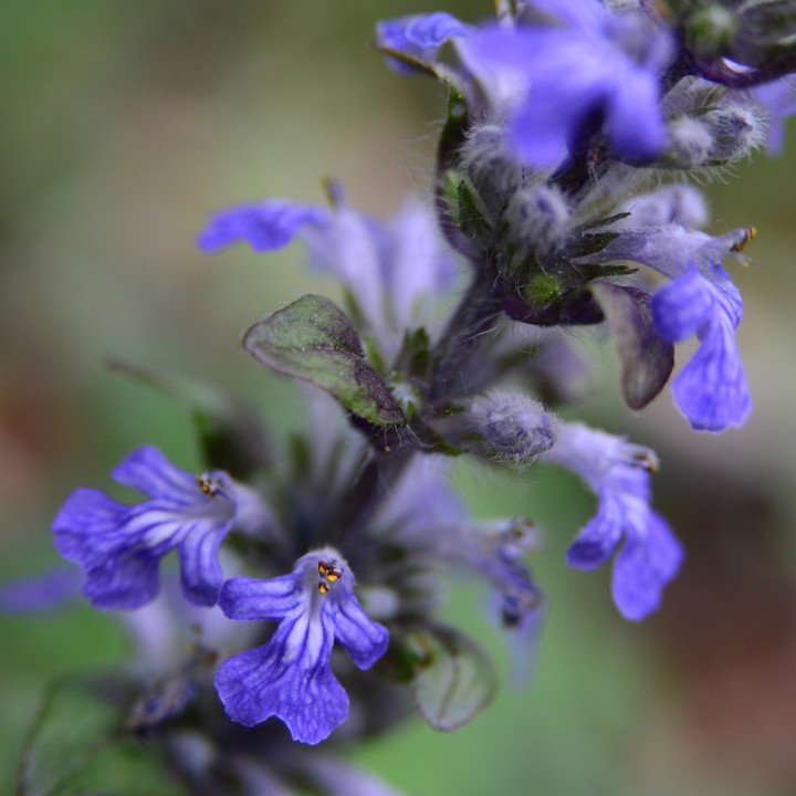Bugle rampante - Graines