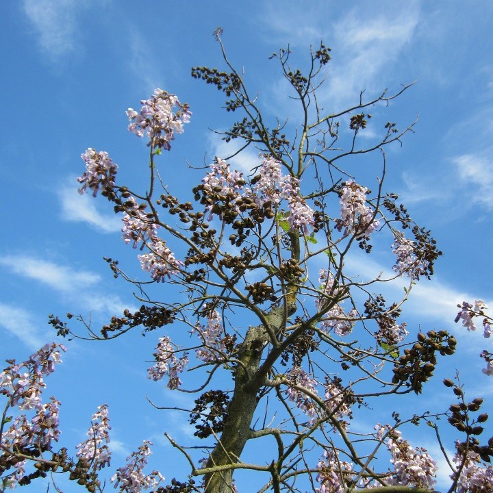 Paulownia tomentosa - Graines