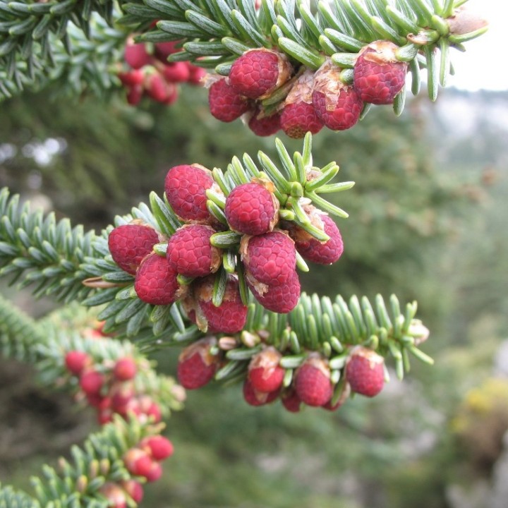 Sapin d'Espagne - Graines