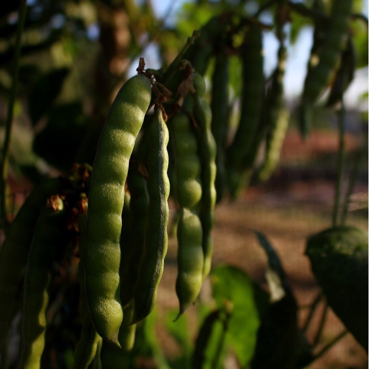 Jicama - Graines