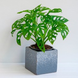 Monstera obliqua Leichtlinii - Plante