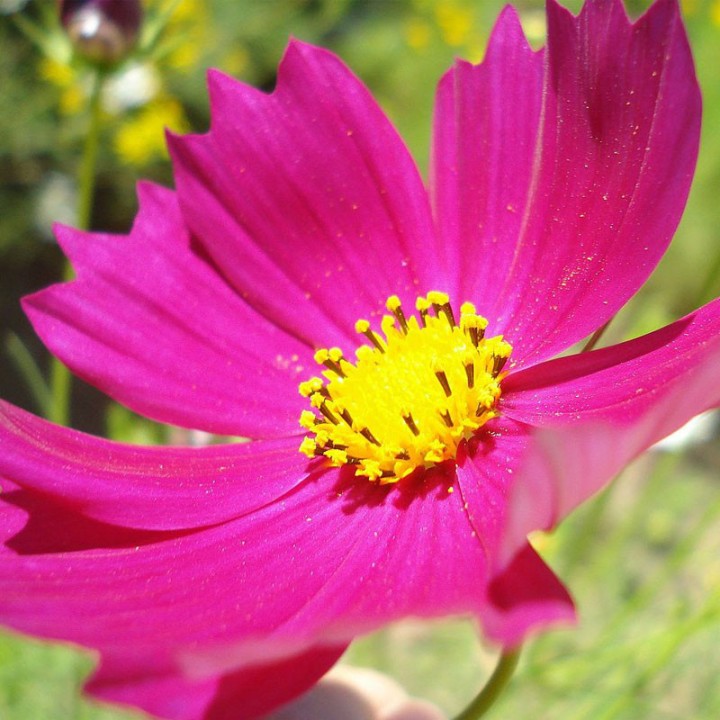 Cosmos bipinnatus Gazebo Red - Graines