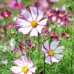 Cosmos bipinnatus Tip Top Picotee - Graines