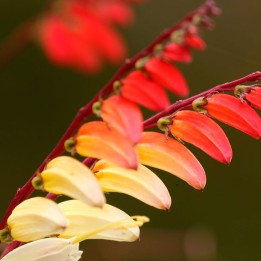 Graines d'ipomée lobée