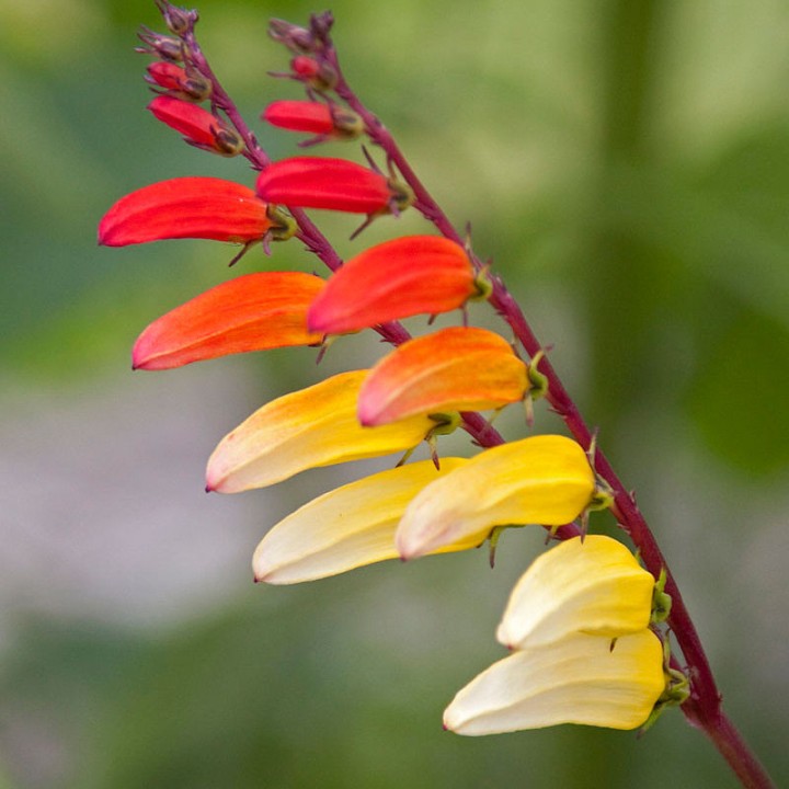 Semillas de Ipomoea versicolor o Mina lobata | Tienda de semillas