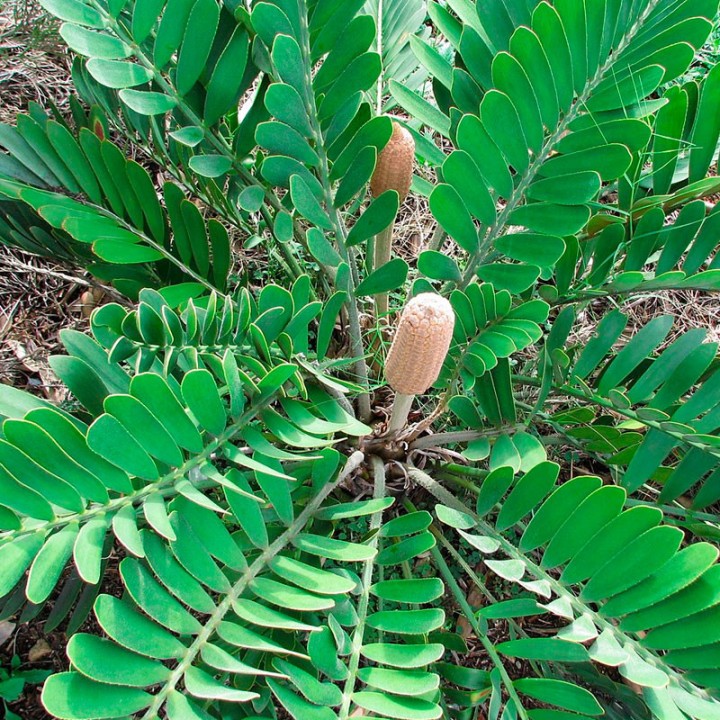 Graines de Zamia furfuracea