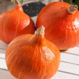 Graines de courge oignon