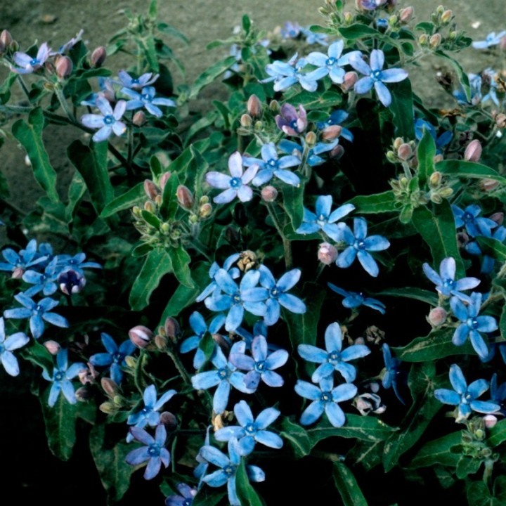 Graines de tweedia bleue