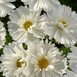 Graines de cosmos Fizzy White