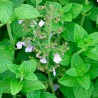 Calament nepeta - Graines