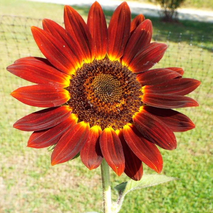Tournesol Velvet Queen - Graines