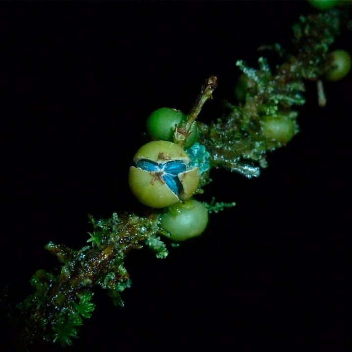 Margaritaria nobilis - Graines