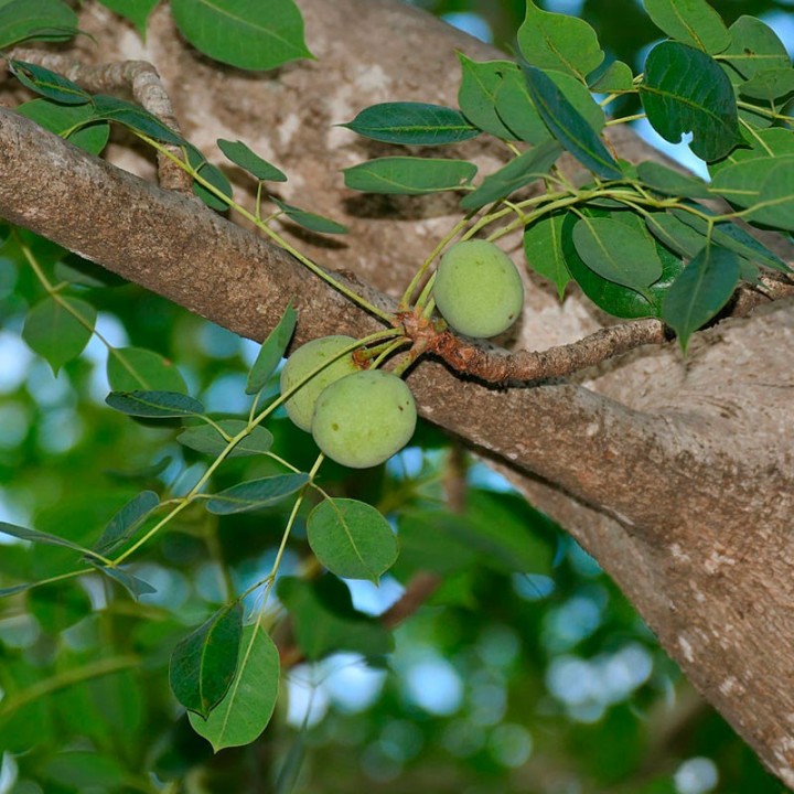 Marula - Graines