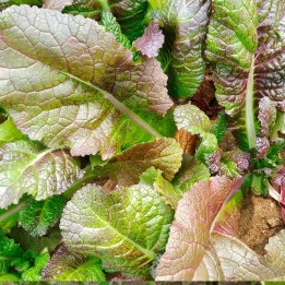 Moutarde rouge - Graines