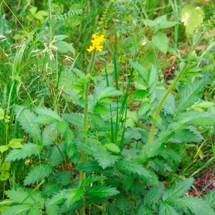 Graines d'aigremoine eupatoire