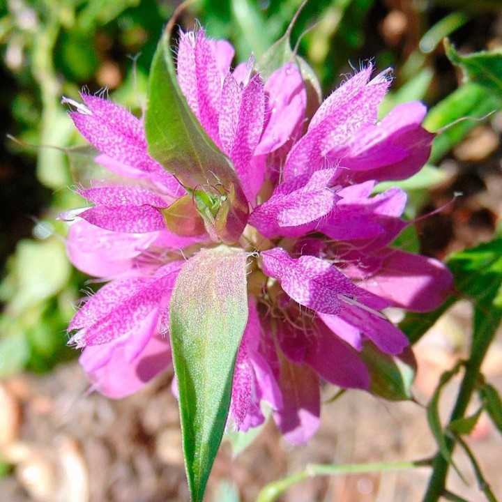 Monarde citronnée - Graines