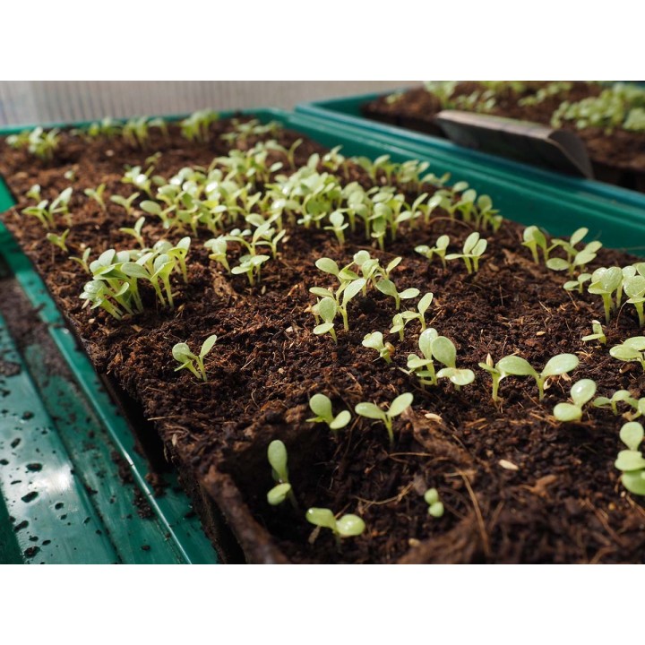 Plateaux de semis fibre naturelle NATTRAY 12