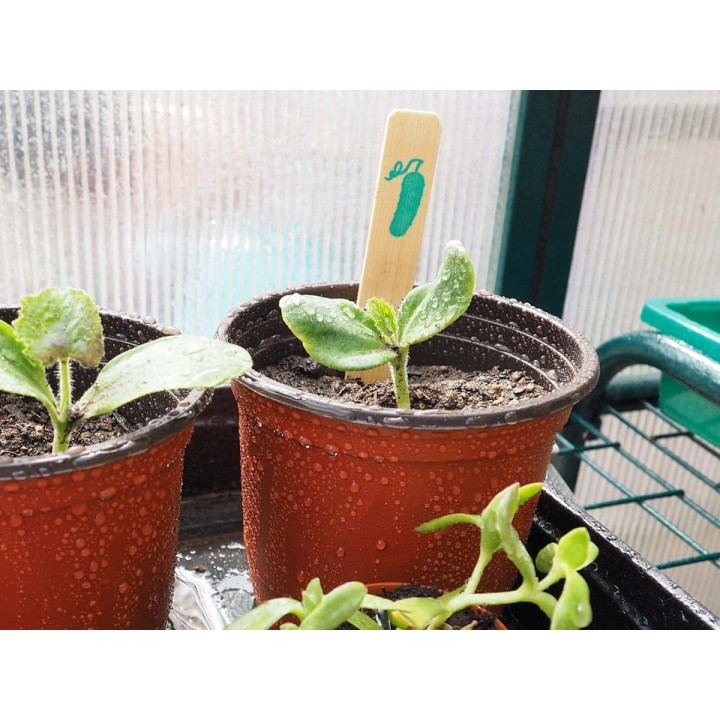 Étiquettes bambou concombre SEED ME CUCUMBER