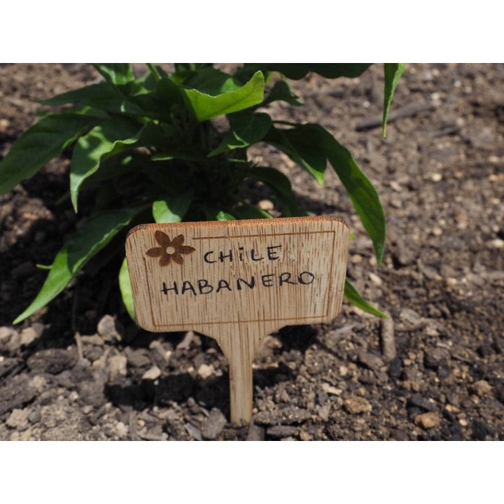Étiquettes bambou pour plantes PLAN T