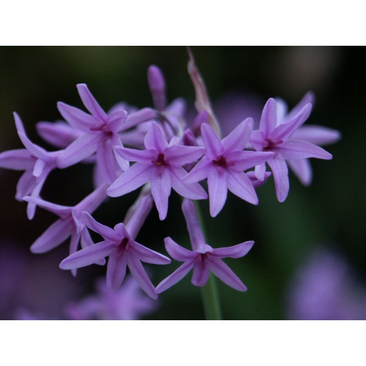Tulbaghia violacea - Plante