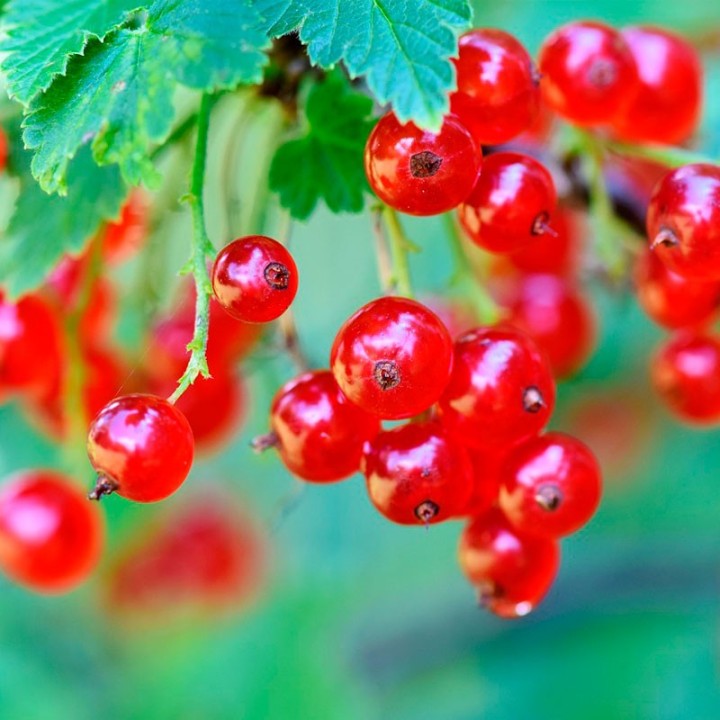 Groseillier rouge Jonkheer van Tets - Plante