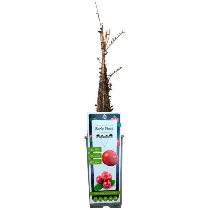 Groseillier à maquereau Hinnonmaki Röd - Plante