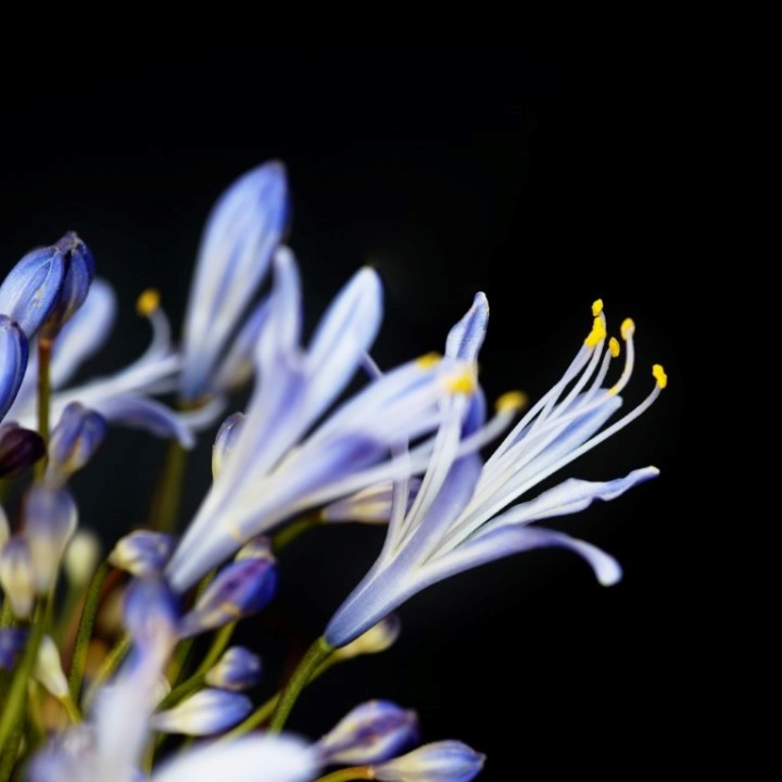Agapanthe - Plante