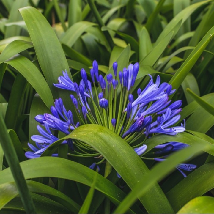 Agapanthe - Plante