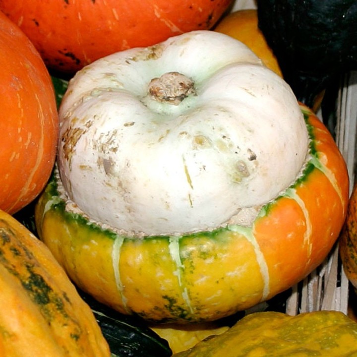 Courge Turban turc Grande - Graines