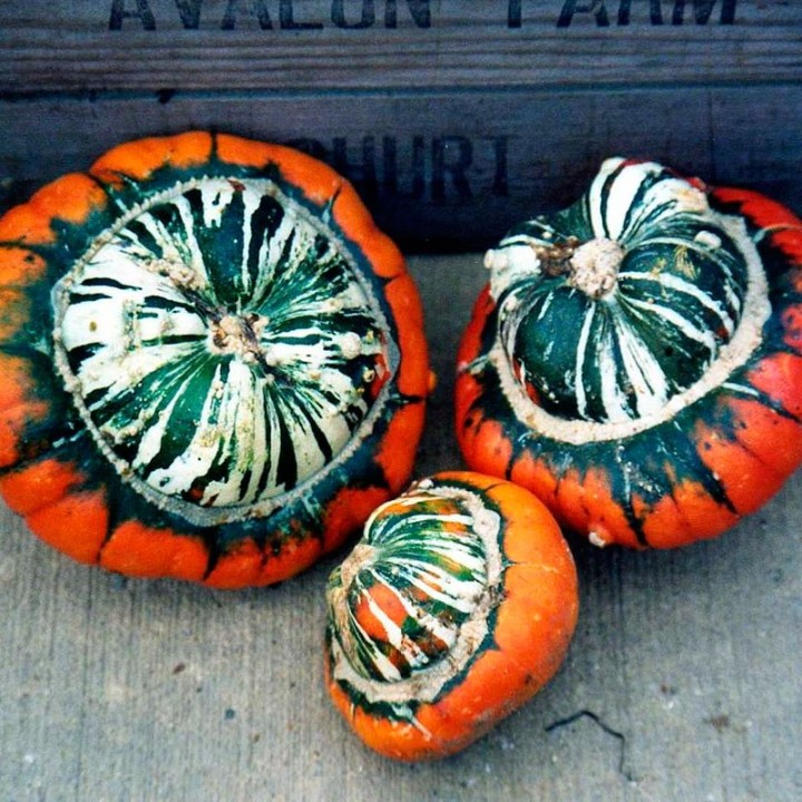 Courge Turban turc Grande - Graines