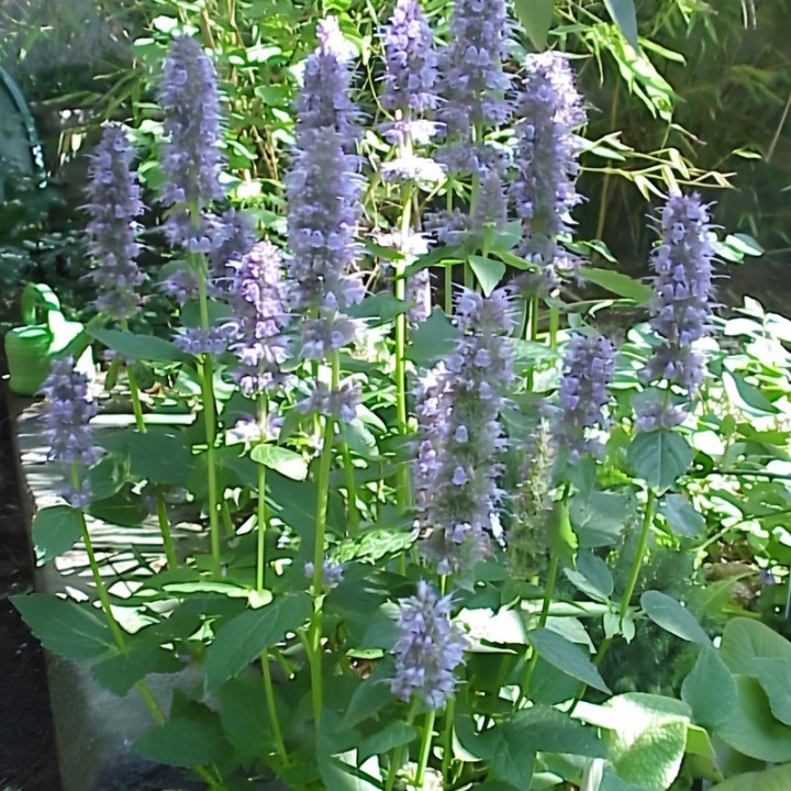 Agastache fenouil - Graines