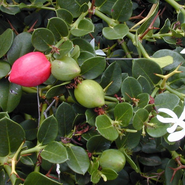 Prunier de Natal - Plante