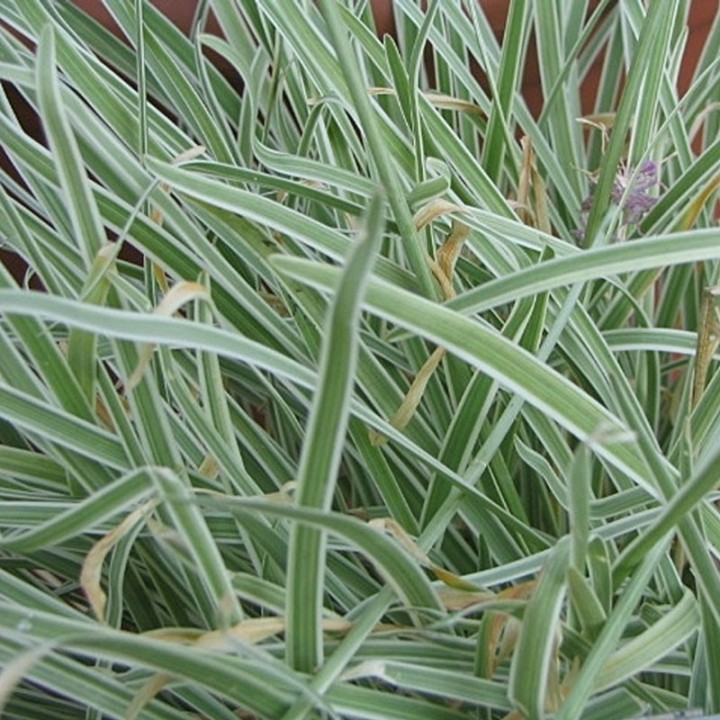 Tulbaghia violacea panachée - Plante