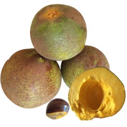 Lucuma - Plante