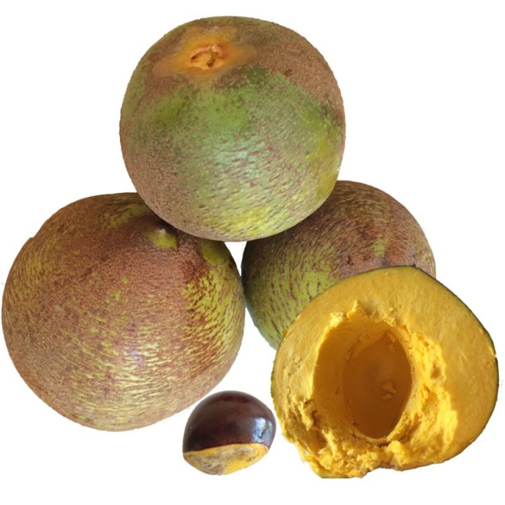 Lucuma - Plante
