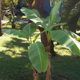 Bananier du Japon - Plante
