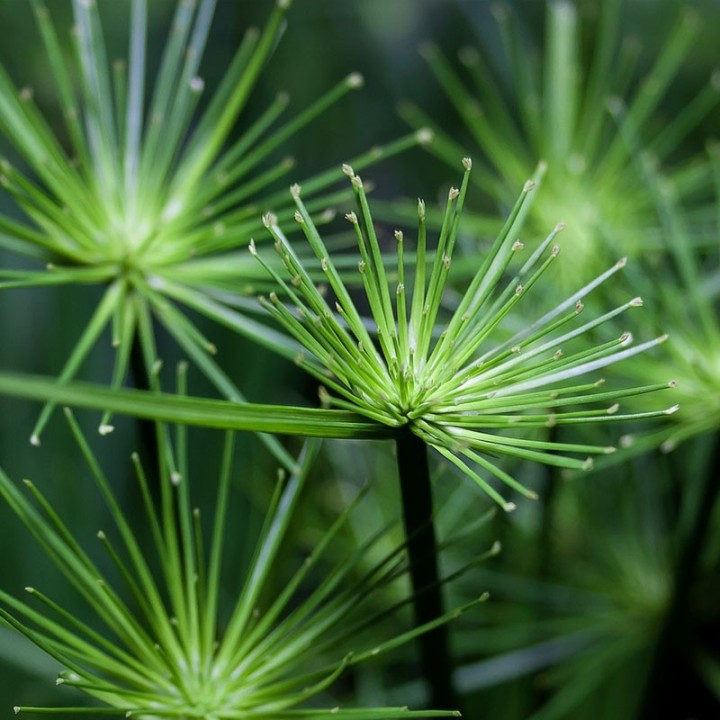 Papyrus - Plante